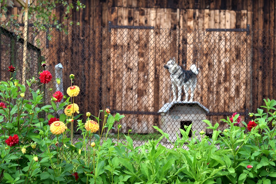 dog house